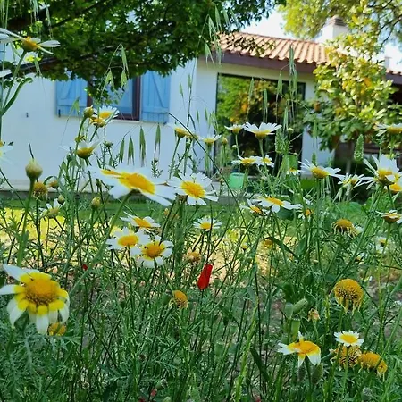 Villa Nar Datca